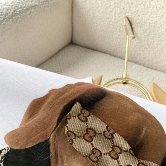 NEW Authentic Balenciaga short sleeved t-shirt for dogs Size M L XL - Picture 3 of 7